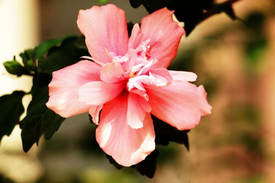 十首最美花间诗词,那些浪漫绝美的咏花诗词