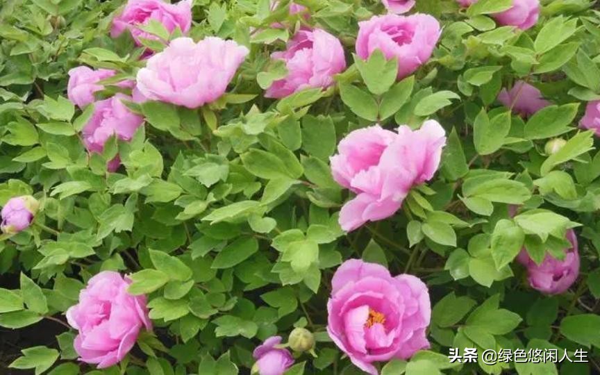 玉堂春富贵指哪些花,玉堂锦绣富贵春寓意