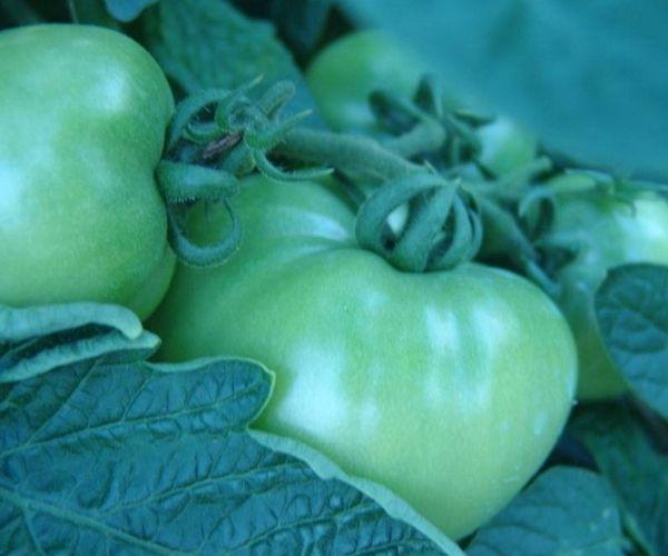 经常吃南瓜对肝有什么影响吗,多吃南瓜能保肝护肝吗