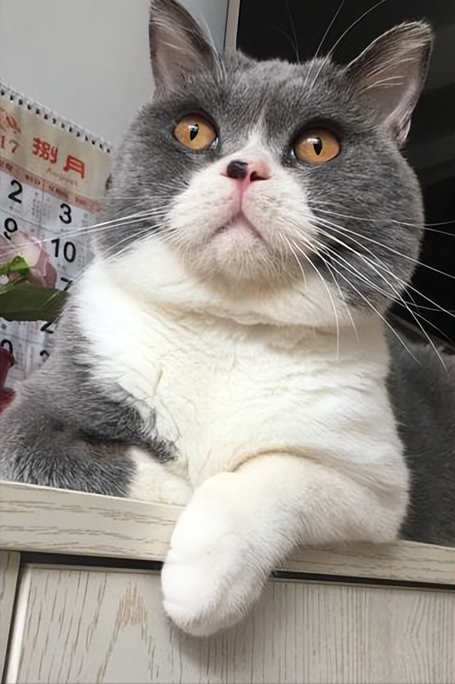 英短种三花的串串长什么样,英短乳白怎么判断是纯种还是串串