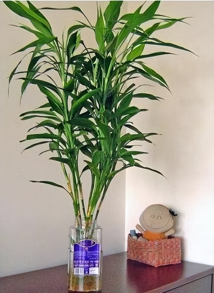 种植花草多久浇一次水好,冬天一浇水就烂根的5种植物