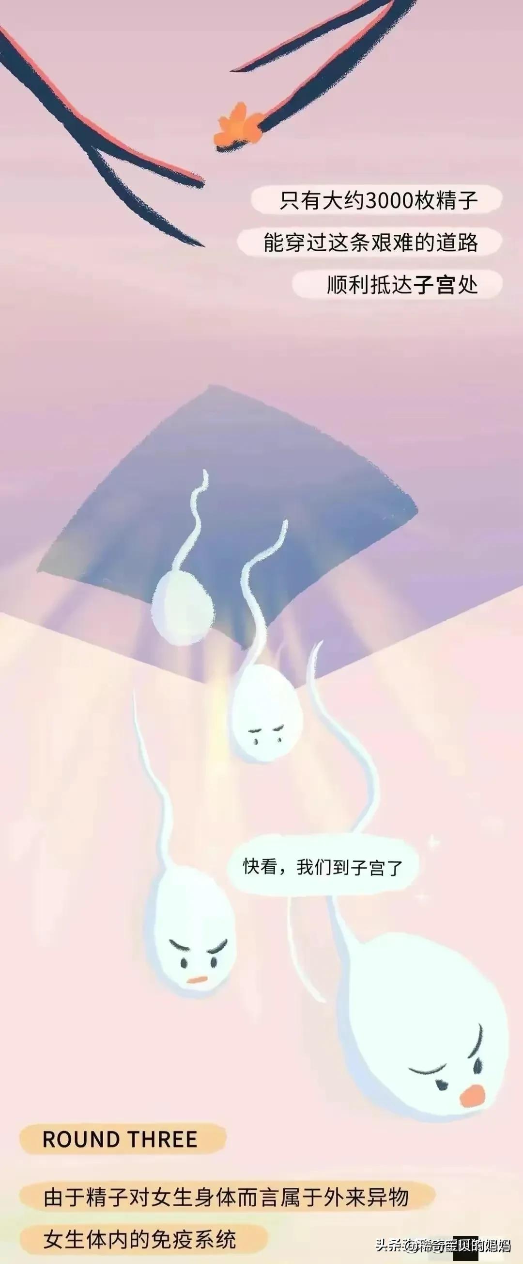 漫画深度解析：“小蝌蚪”进入女生体内的全过程