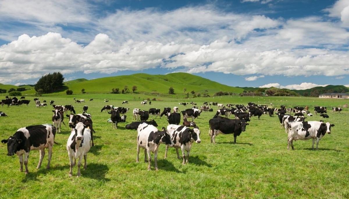 神奇的“绵羊之国”，面积是广东1.5倍，却比我国还发达