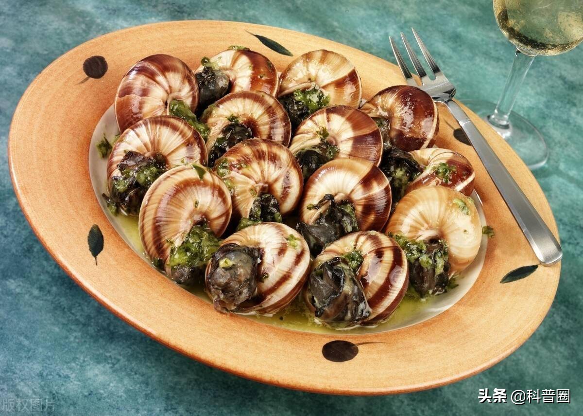 法国大蜗牛多少钱一斤,为什么只有法国的蜗牛可以吃