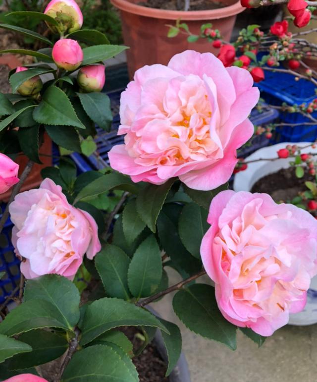 花卉界的“香香郡主”，人称“赛牡丹”，颜色艳，香味浓，值得养