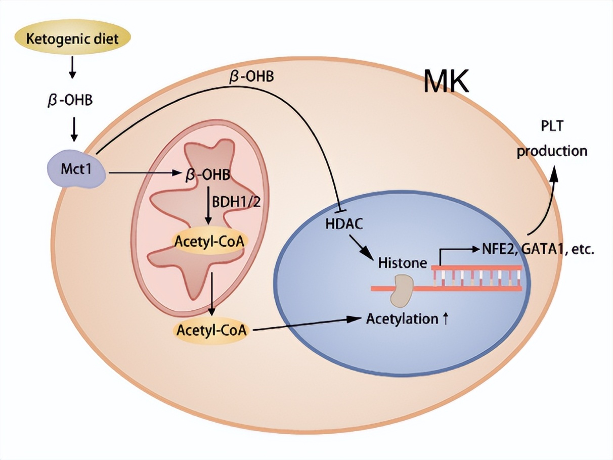 生酮饮食抗癌成功案例,生酮饮食治疗癌症