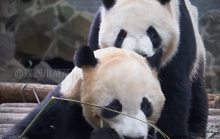 熊猫母女分开几年再次相见,熊猫母子分开后再次相见
