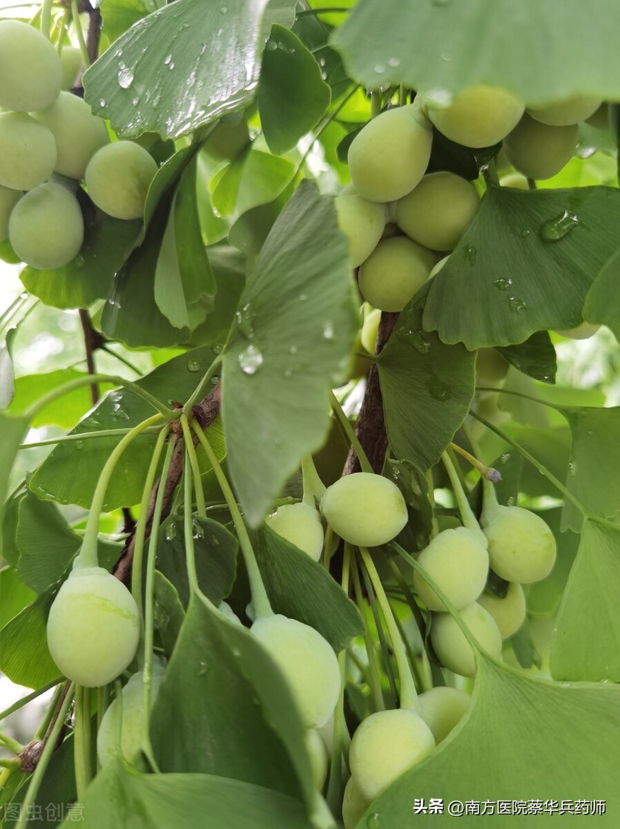 白果定喘汤对支气管哮喘的治疗,白果治哮喘偏方大全