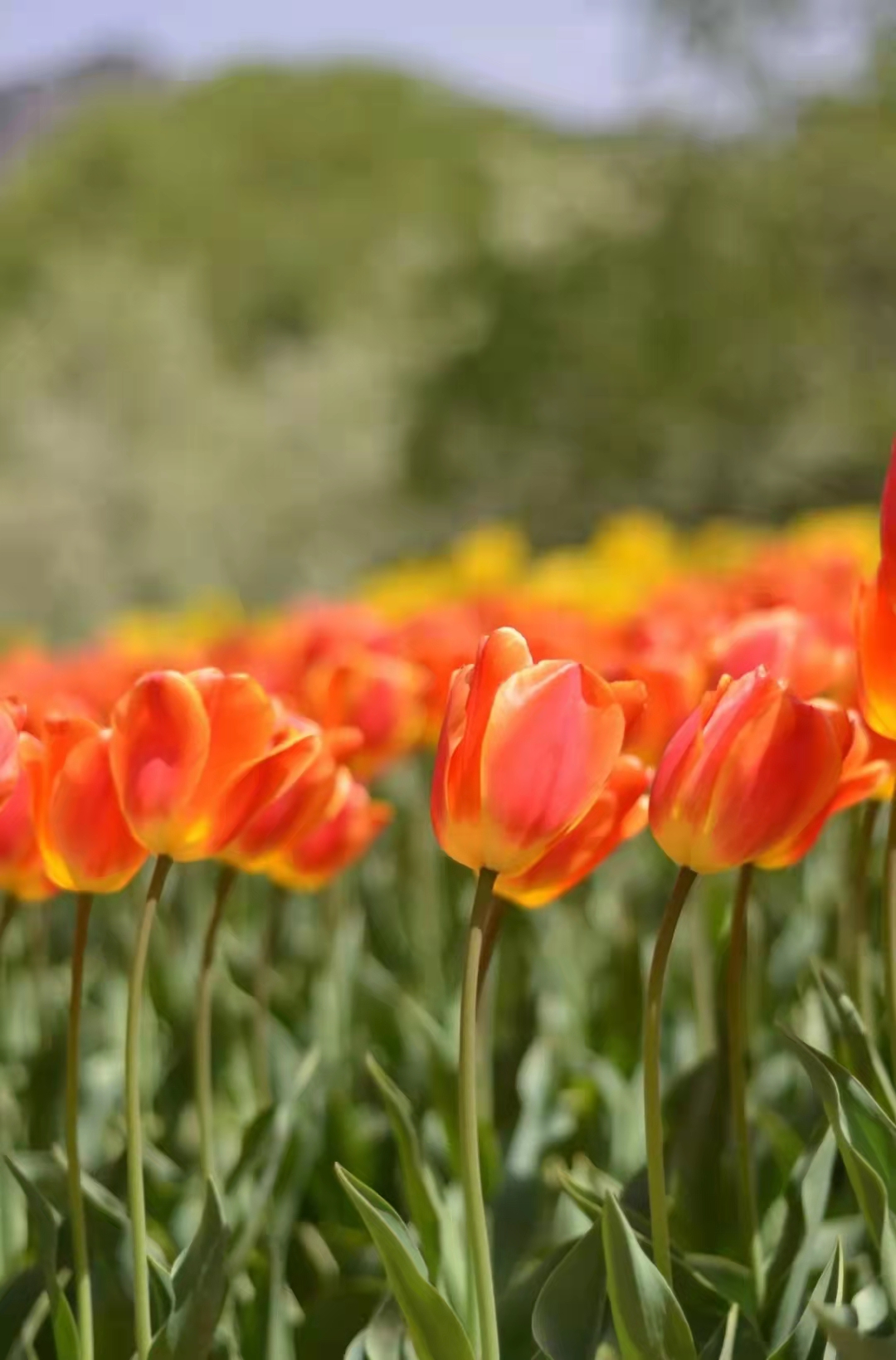 济南南部山区红叶谷旅游攻略,济南红叶谷自驾游最佳路线图