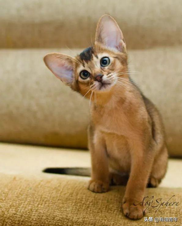 未来猫能活到30岁？？铲屎官听说后狂喜，怒捐3亿！！