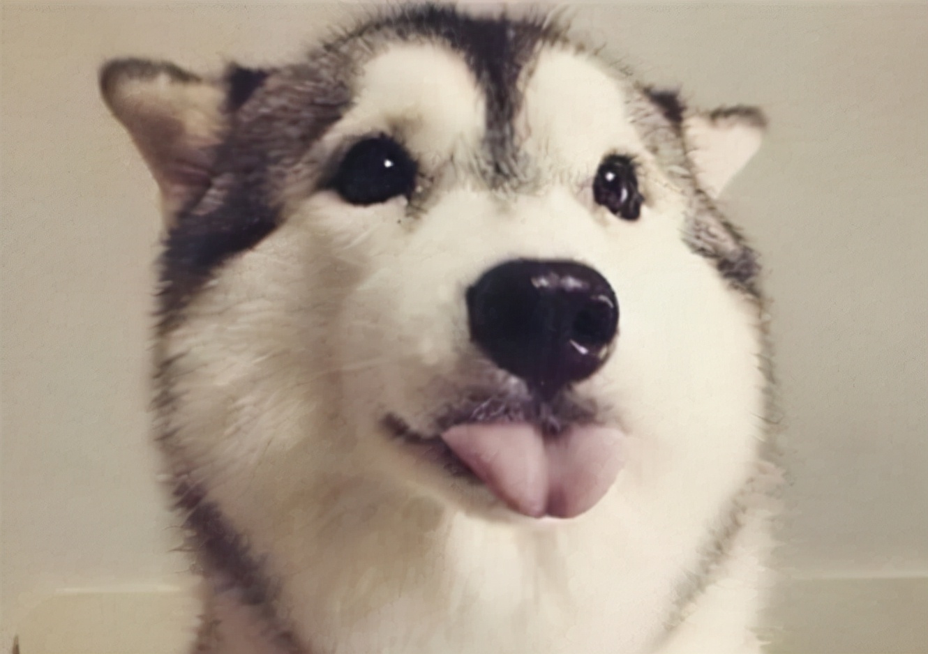 哈士奇饲养优点,哈士奇150缺点和优点