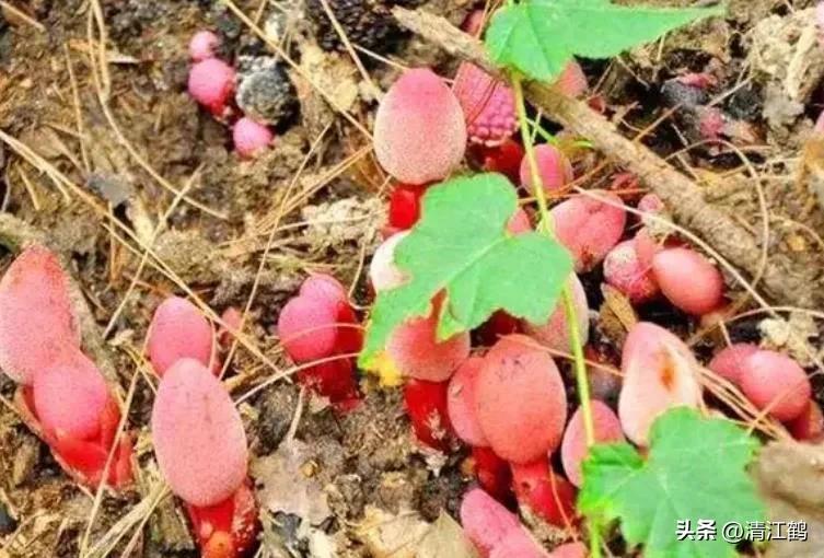 中草药回春草的价格,中草药回春草图片功效和别名