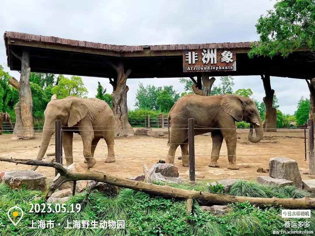 上海野生动物园和上海动物园,上海野生动物园过年营业时间
