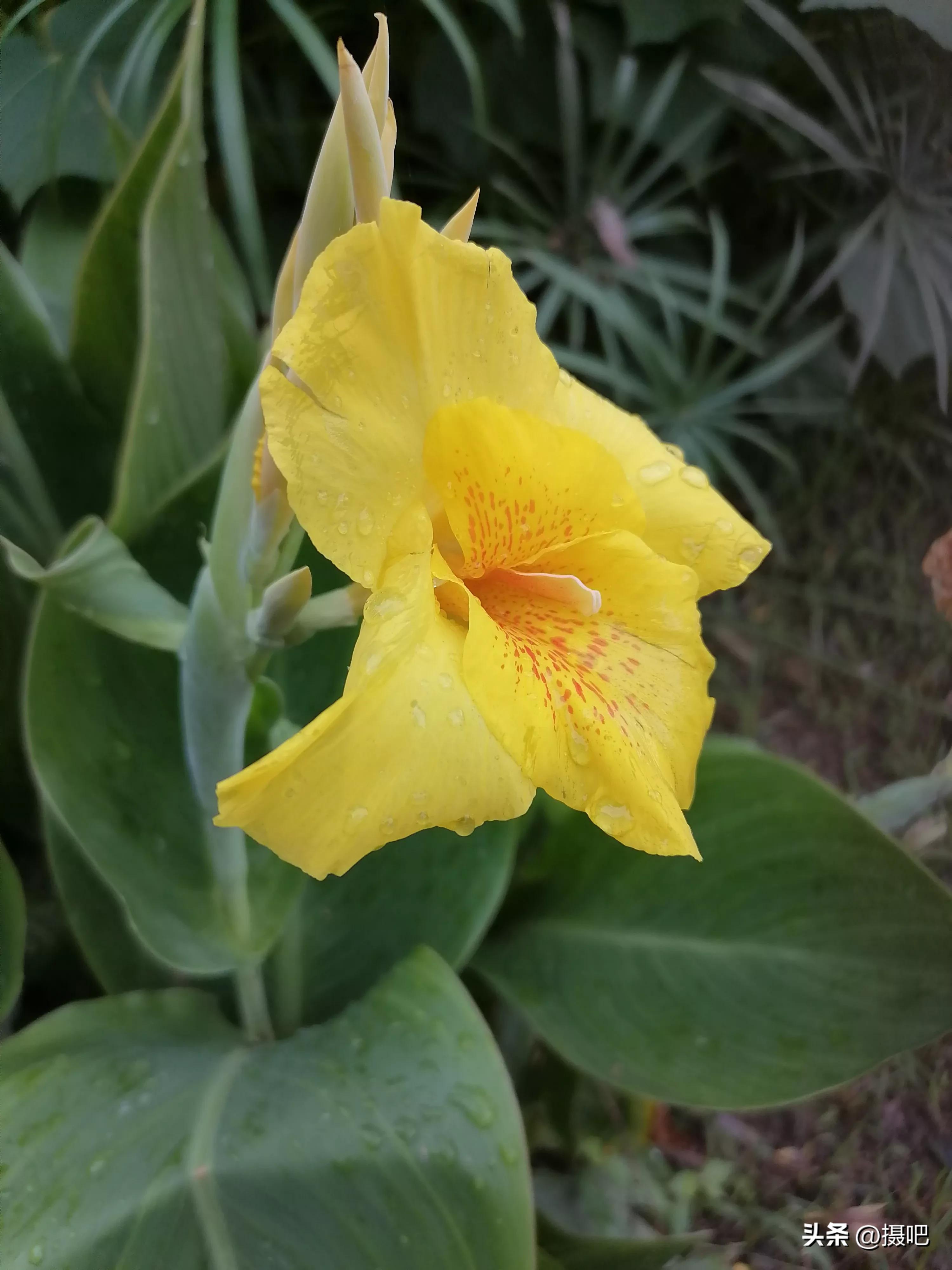 特大新鲜粽叶,大粽叶长在什么地方