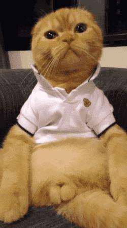 铲屎官生病猫害怕,铲屎官担心自家猫咪着凉