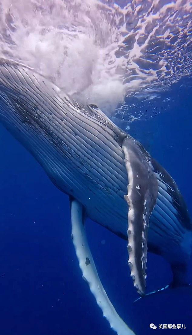 巨型座头鲸搁浅海滩数小时,巨大座头鲸出水瞬间