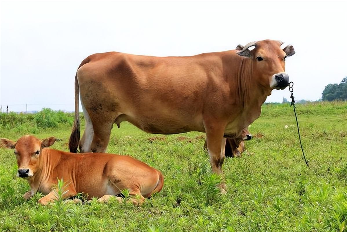 汉族人为什么从来不吃燕子？而且也不吃什么牛肉？