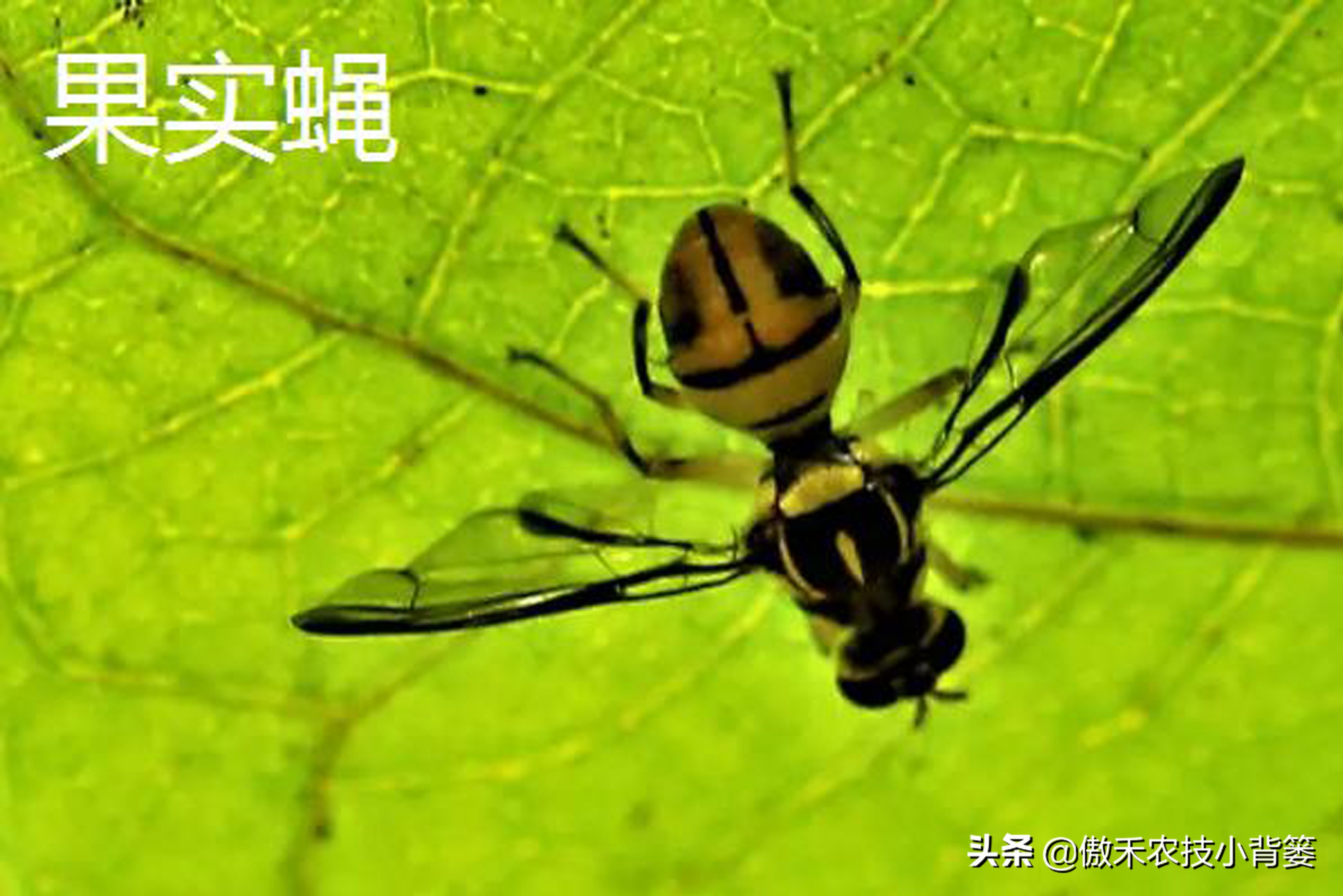 预防瓜果被虫咬的方法,瓜果有虫用什么药物