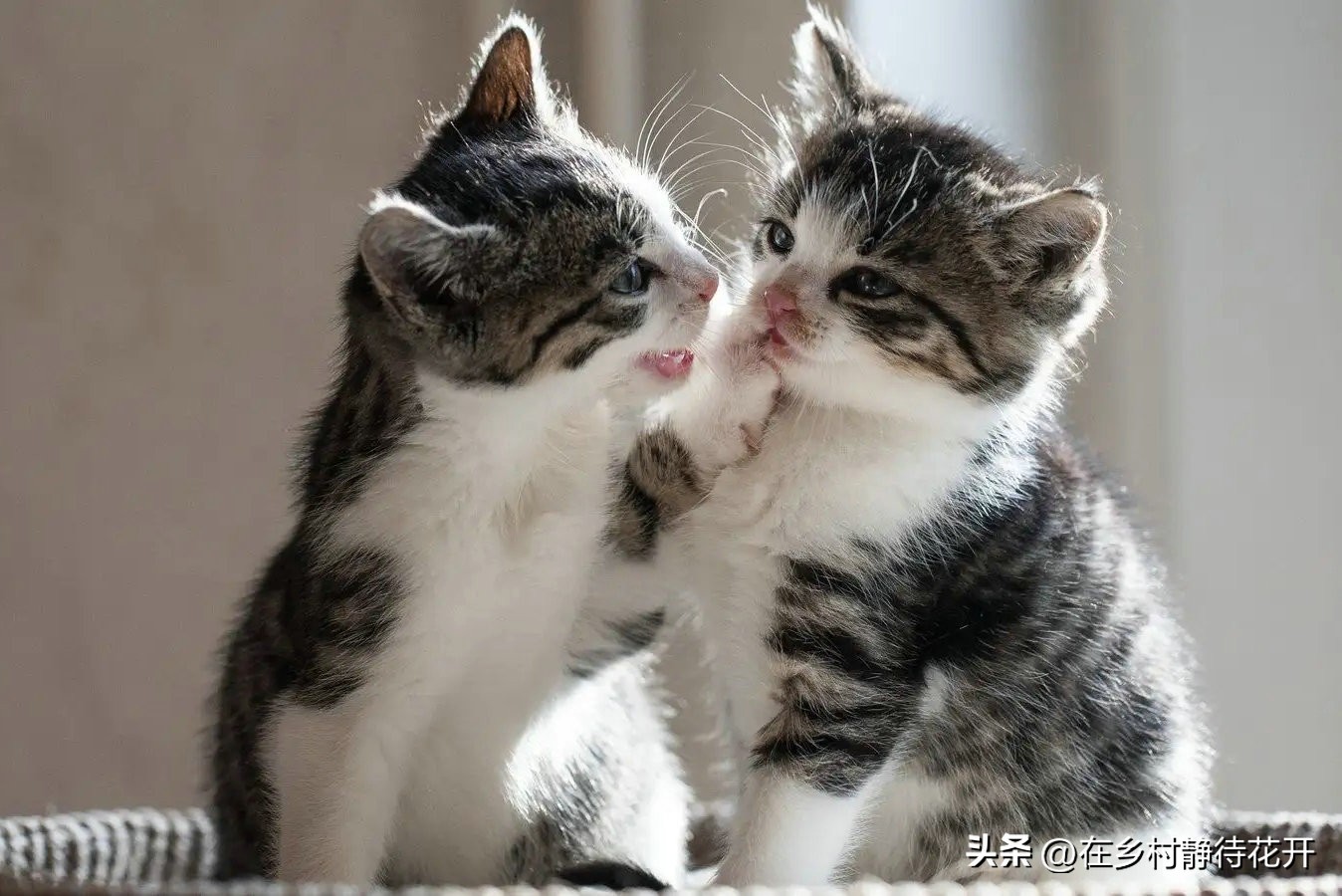 郑振铎的猫为什么总是死,郑振铎的猫是真实的吗