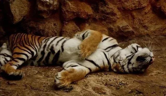 老虎老了会饿死吗,狮子老虎为什么要灭绝