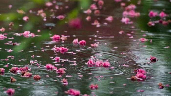 8首浪漫桃花诗词,三十六首经典桃花诗词