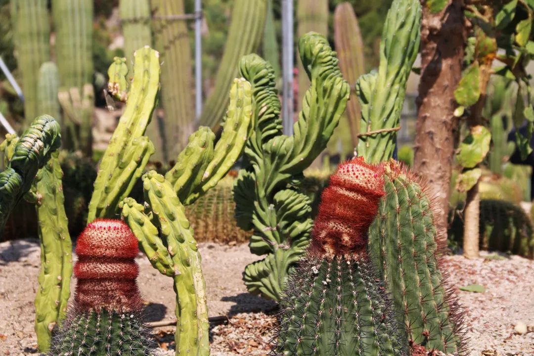 厦门旅游亲子酒店,厦门岛内亲子好去处