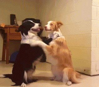 狗界“最笨”的3种狗和“最聪明”的3种狗，你也许养错了