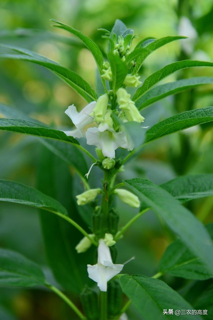 种芝麻浇水的最佳方法,芝麻施肥方法与注意事项有哪些