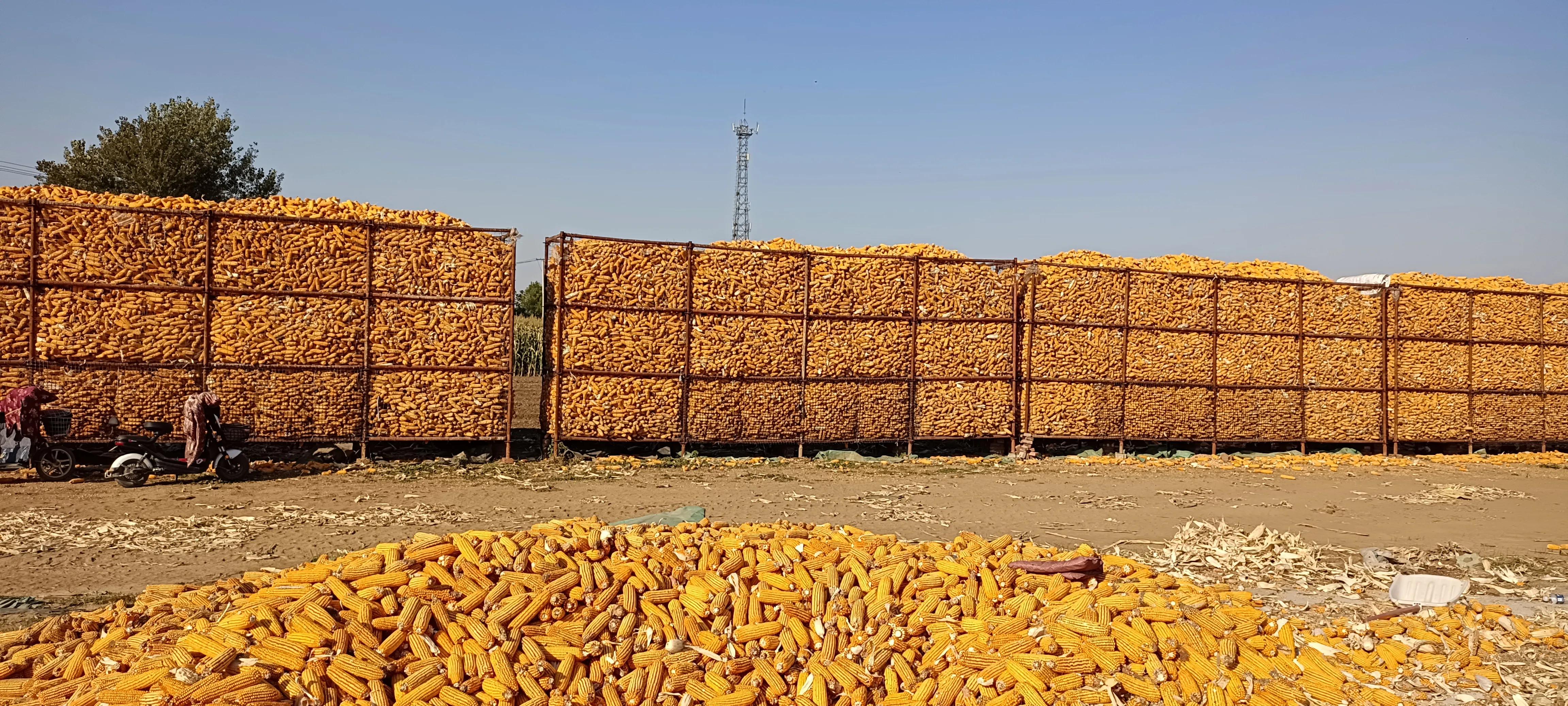 包30亩地种粮食能挣多少钱,农村包田种粮食赚钱吗