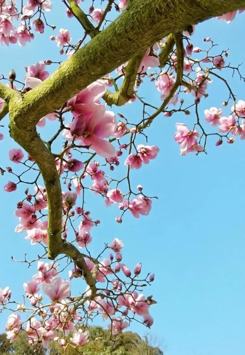 皎皎白玉兰所有视频,皎皎白玉兰插曲