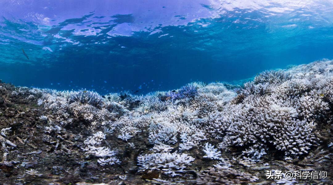 珊瑚白化是因为珊瑚老化,最新珊瑚白化现象