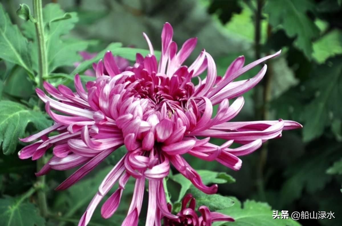 是与不是（外一文）