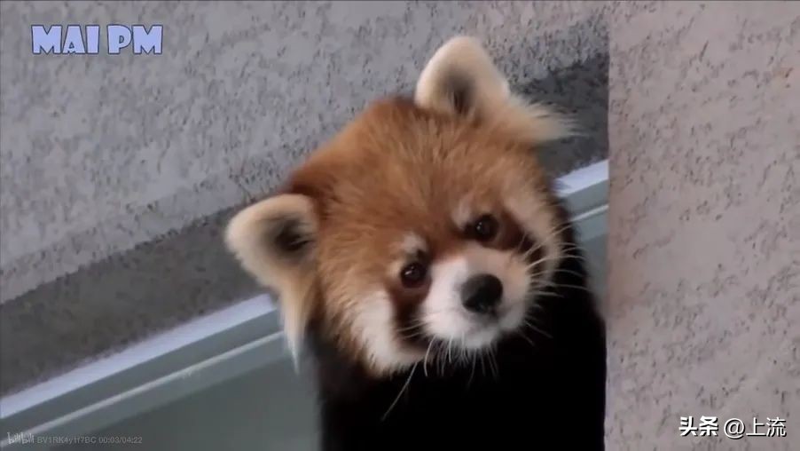 男孩景区遭鹈鹕灌顶,男孩被醍醐灌顶在什么景区