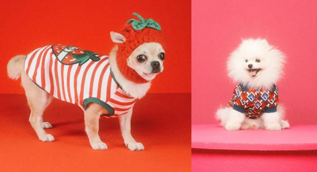 gucci宠物用品价格表,gucci高档奢侈品牌