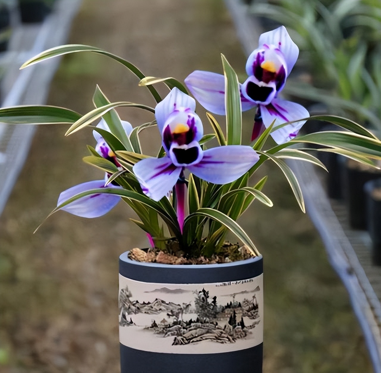 不起眼却很美丽的小花图片,不起眼但沁人心脾的花