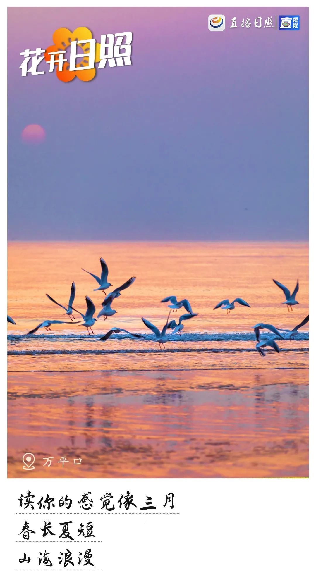 最美日照春暖花开,日照春暖花开旅游