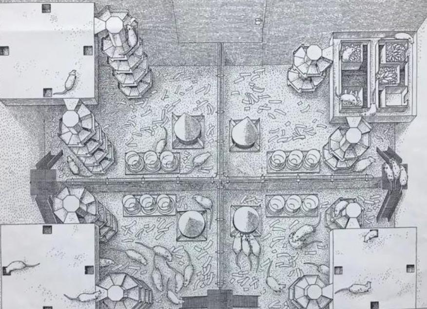 8只白鼠繁衍实验,美国8只老鼠的实验