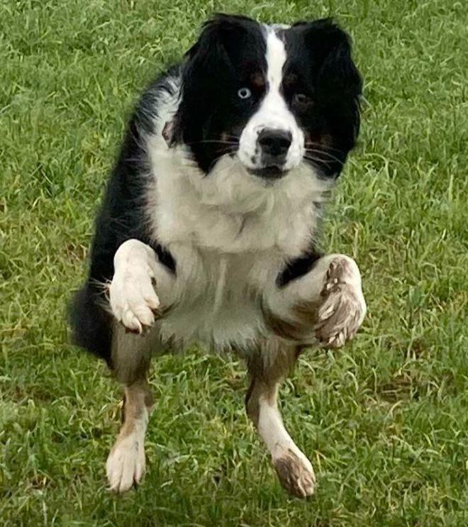 十种非常反骨的狗,狗狗反骨是什么原因