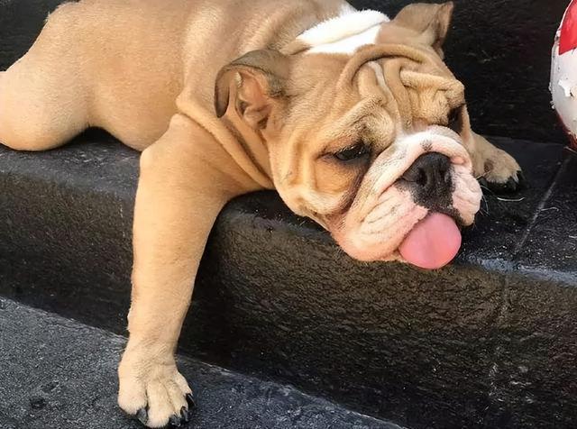 狗狗疼痛时的12个表现,狗狗疼痛的10个表现