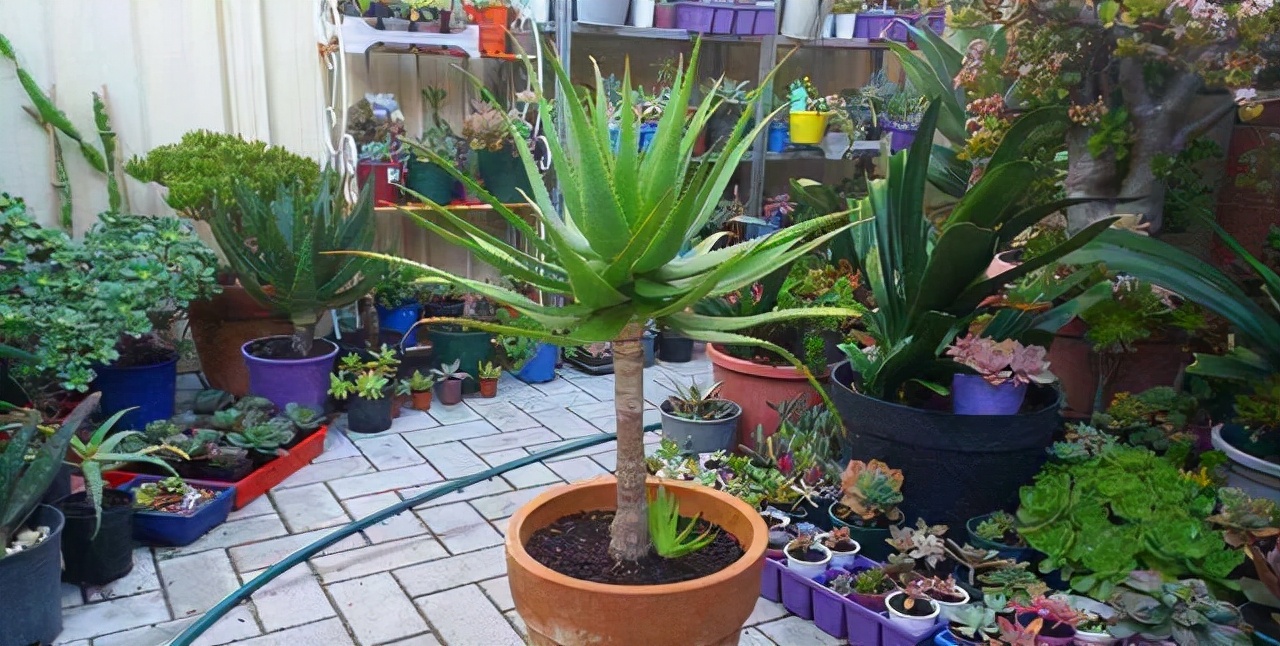 十大养不死的大型花,十大室外最好养活的花高大