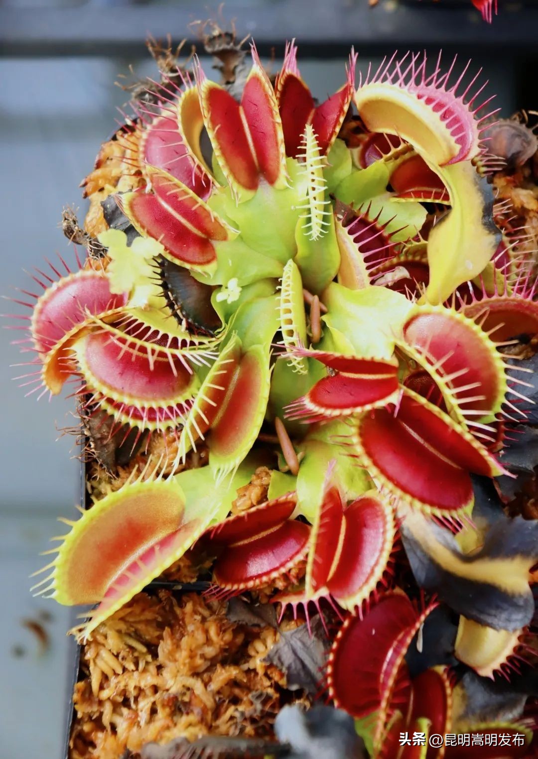 花艺新宠！嵩明有个食虫植物“千奇王国”