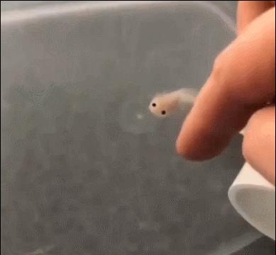 世界上最奇怪最大最恐怖的蛇图片,世界上十大恐怖诡异蛇