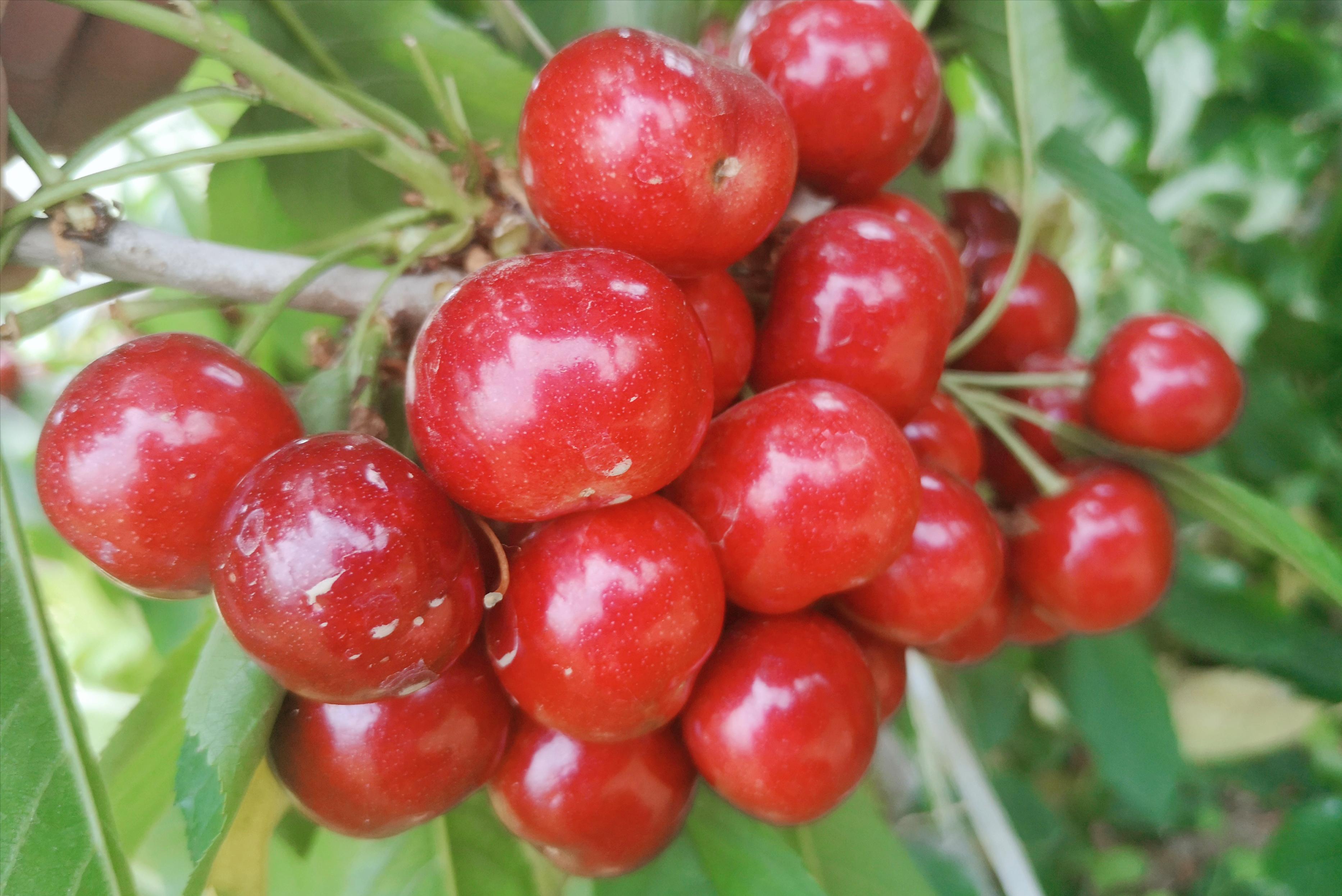 智利车厘子价格变化,智利车厘子真实价格7块一斤