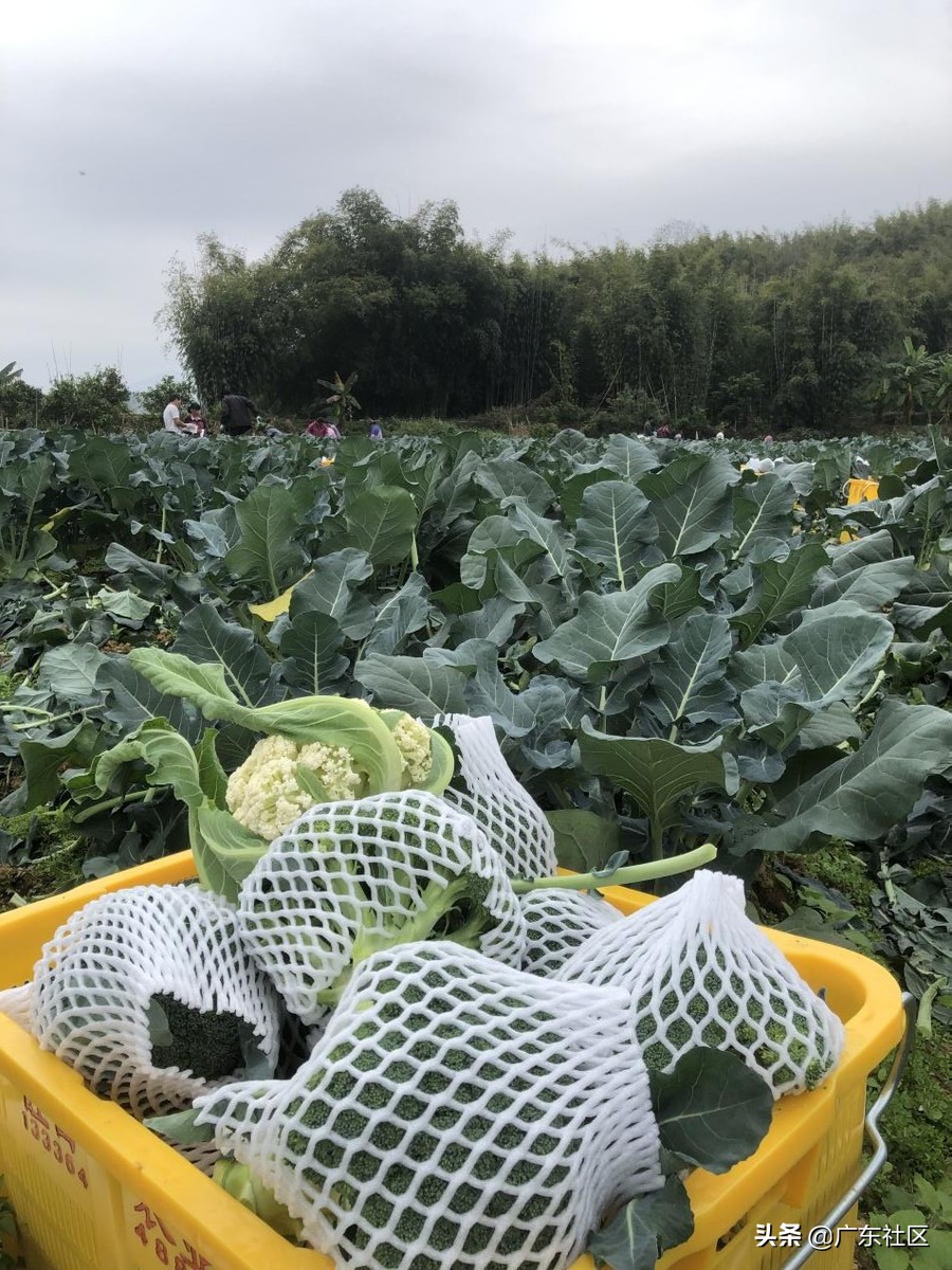 河南一周已售出4677吨滞销蔬菜,大量销售新鲜蔬菜