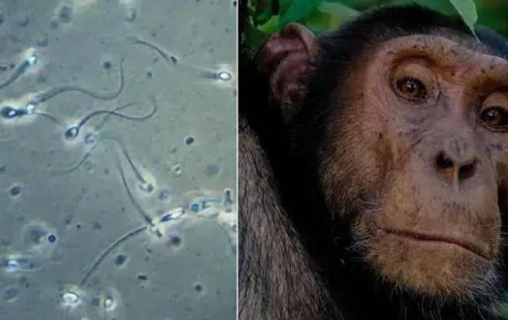 残忍幼猴实验,残忍的幼猴实验被叫停