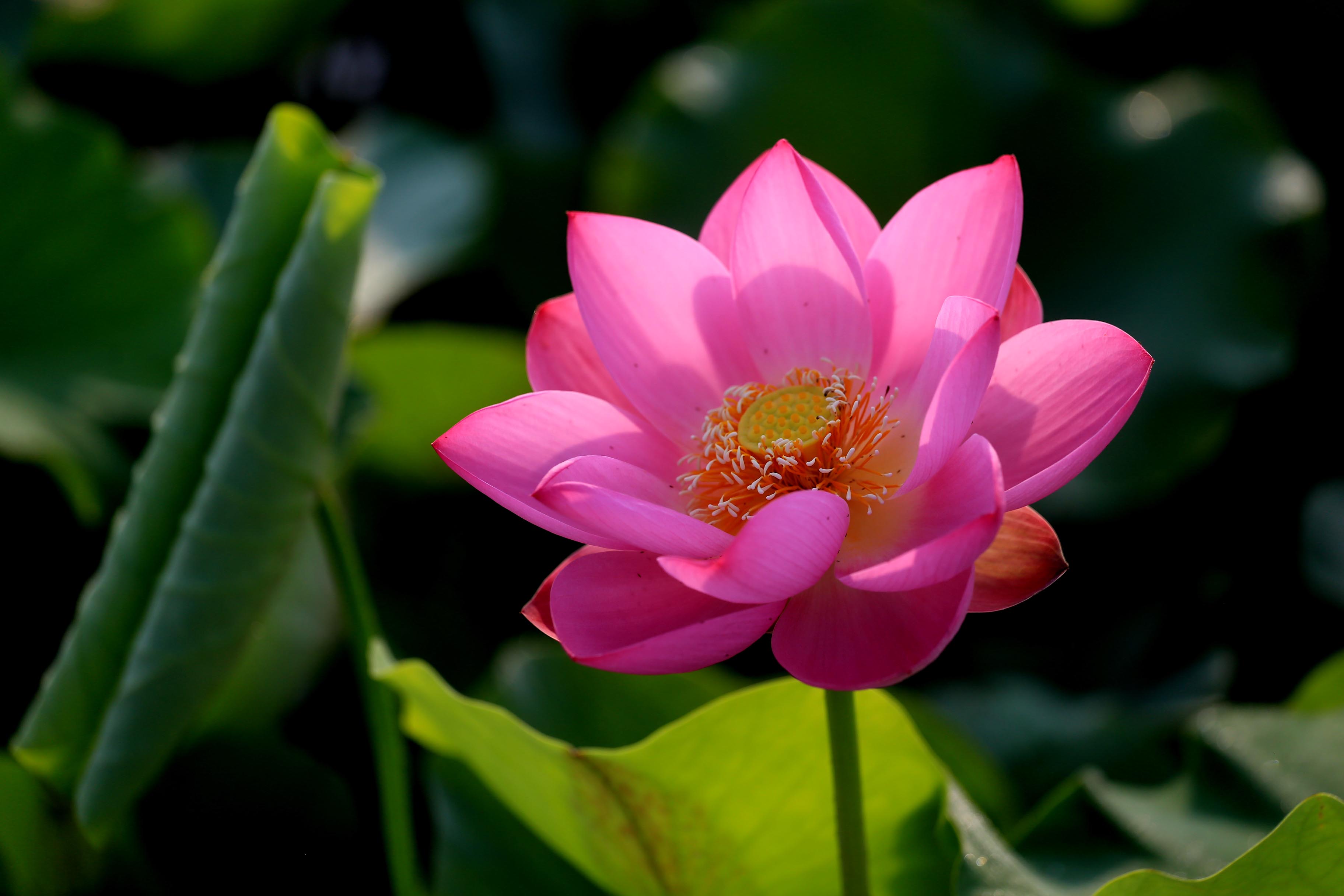 淮阳龙湖荷花何时开,中国淮阳龙湖赏荷花