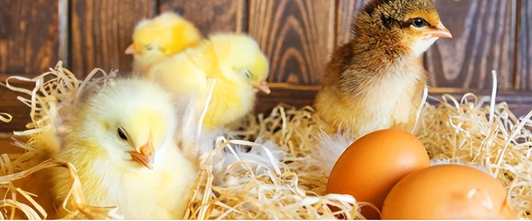 氨基酸维生素矿物质的作用是什么,氨基酸维生素矿物质的作用