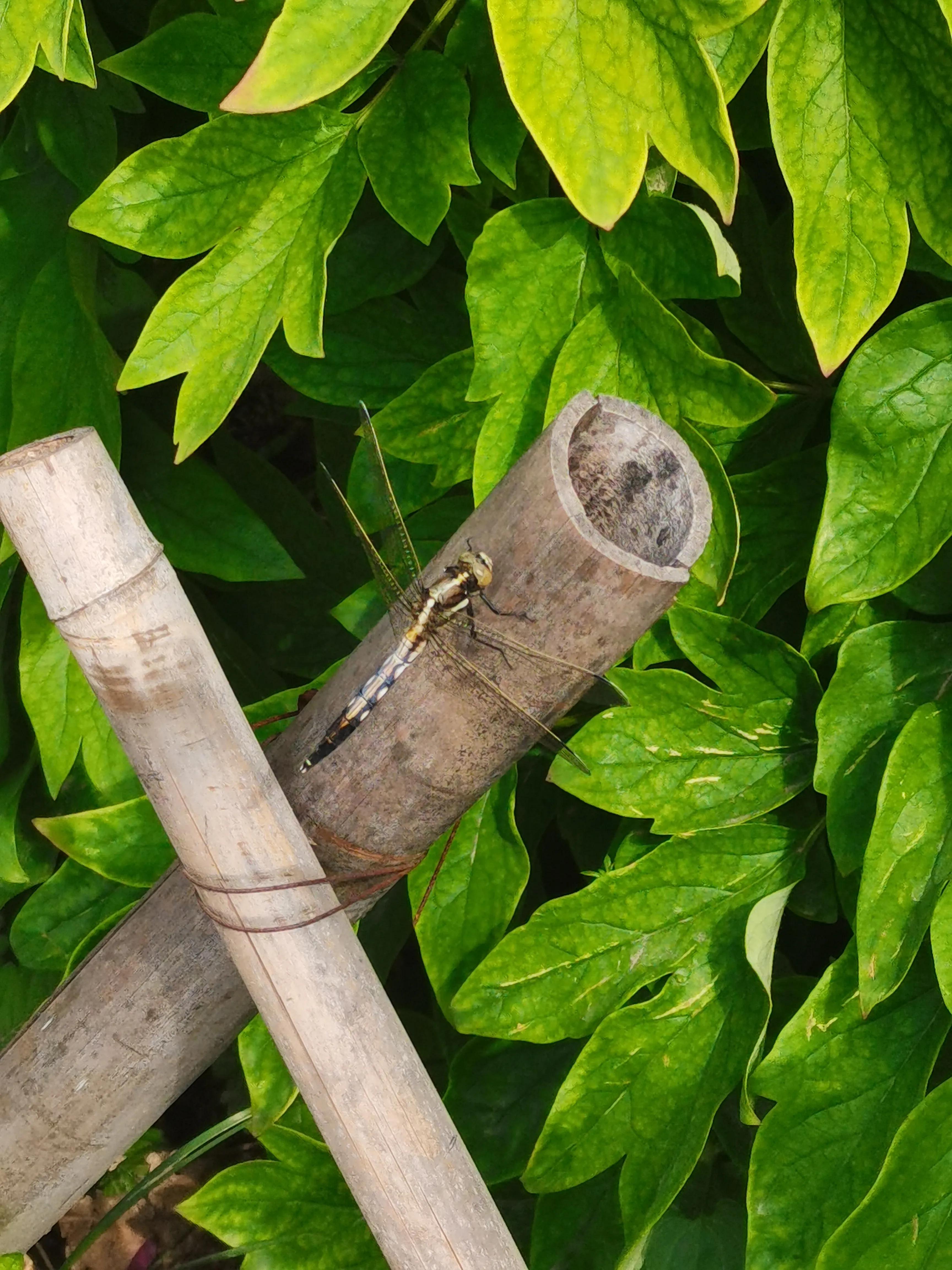 生活日记家的味道,生活札记300字