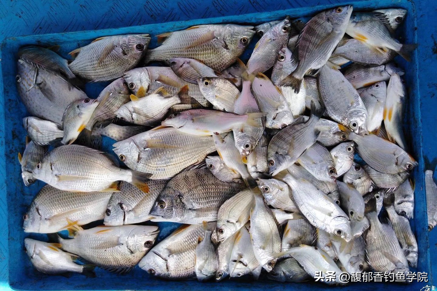 中秋时怎么钓鲫鱼,海钓常见钓法大全集