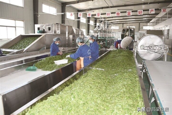 山西临县枣芽红茶,吕梁枣芽茶产业整装待发